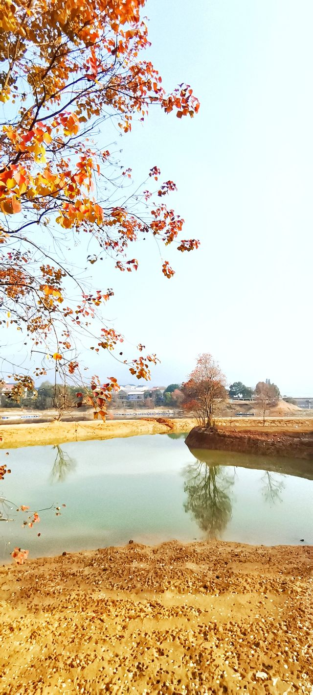 解鎖斜溪村紅樹林，感受自然的原始魅力
