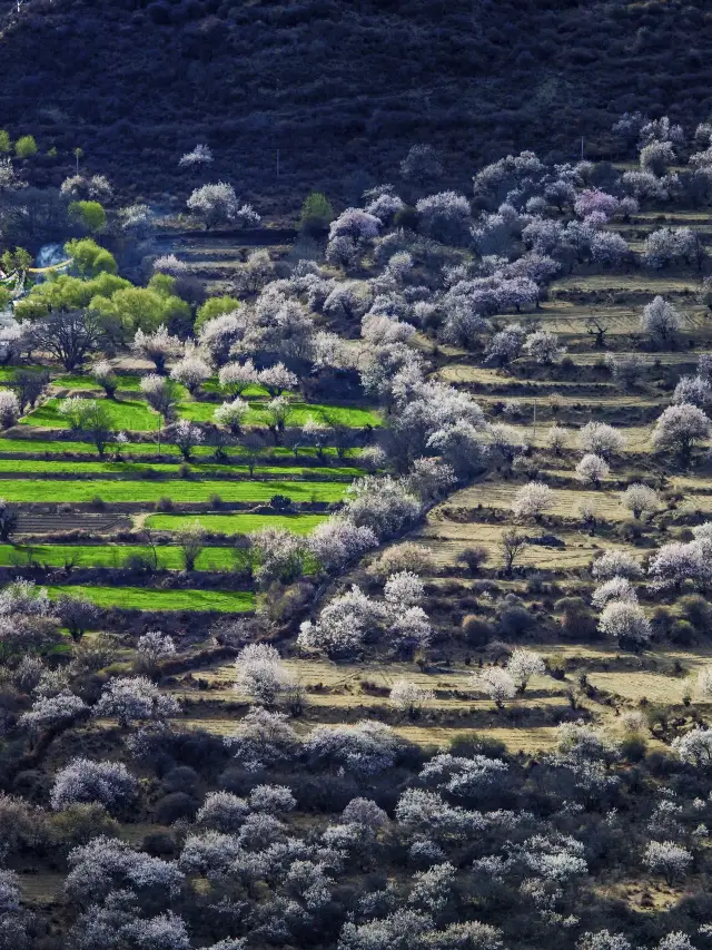 2 Days in Tibet: Lhasa to Nyingchi
