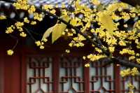 西安大興善寺～臘梅花開