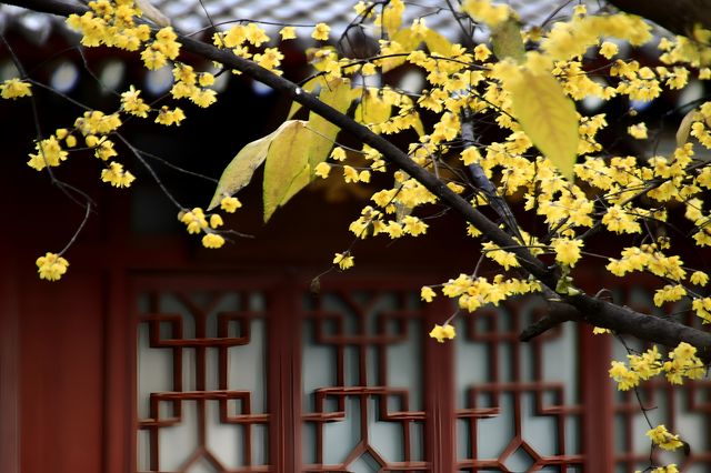 西安大興善寺～臘梅花開
