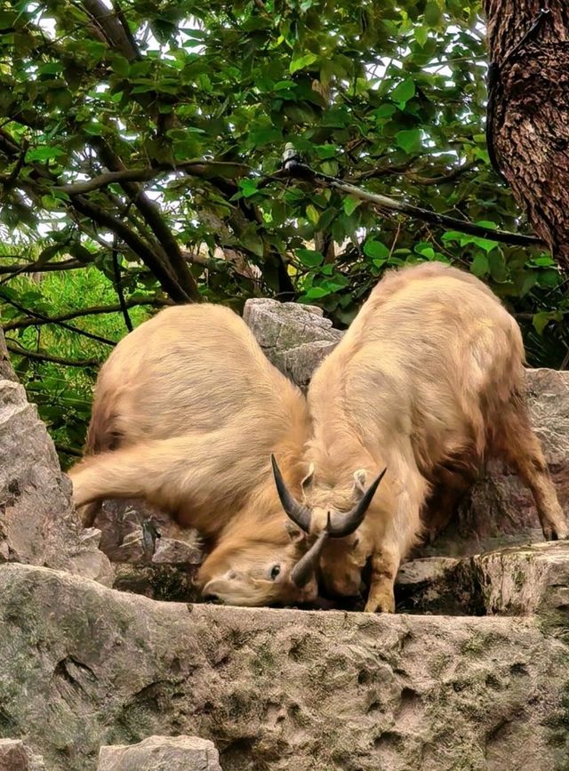 上海野生動物園超詳細攻略看這篇就夠啦！