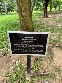 Exploring the Royal Botanic Gardens in Kandy, Sri Lanka