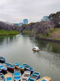 東京行程｜小石川後樂園與千鳥淵公園一日遊