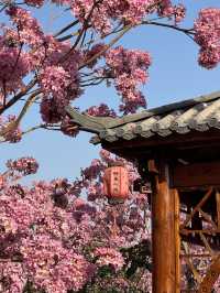 江門綠美生態園🌸 漫山遍野的紫風鈴花海，快來衝！