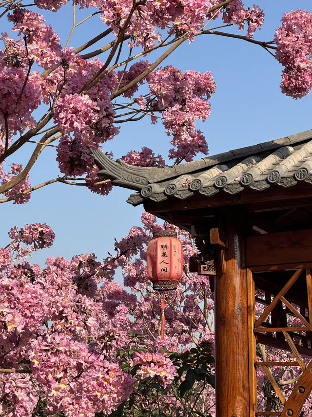 江門綠美生態園🌸 漫山遍野的紫風鈴花海，快來衝！
