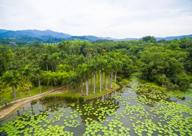 The Fifth Dimension of Ziplining in Xishuangbanna