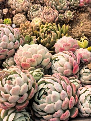 昆明晉寧區的多肉王國