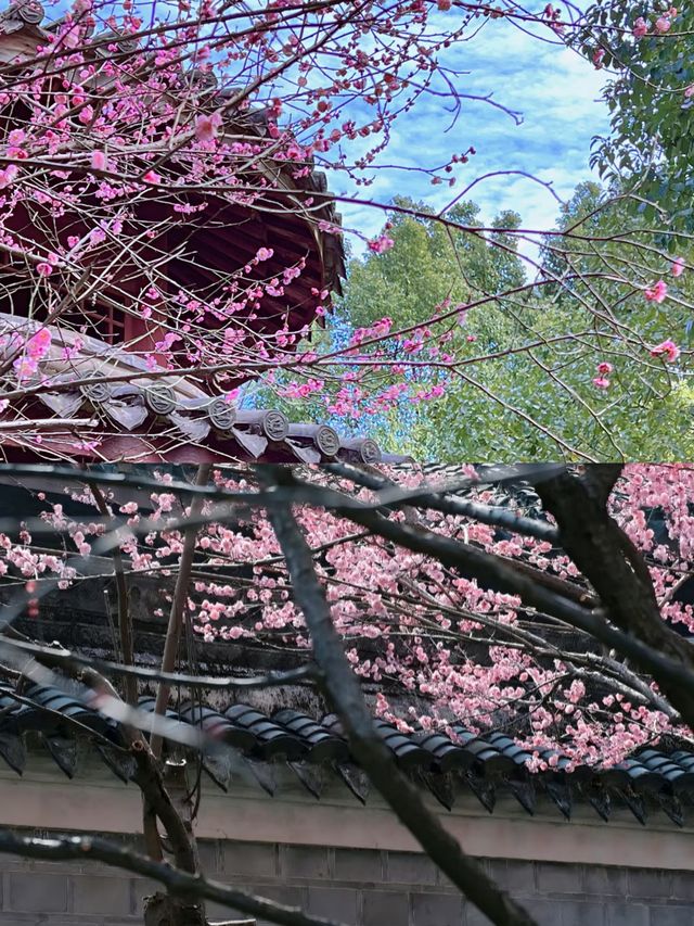 寧波賞梅一日遊‖打卡避坑攻略