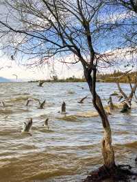 撈魚河濕地公園生存指南：如何完美仆街！