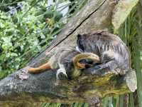 Auckland Zoo For Year Of the Snake, So Many Happy Animals!