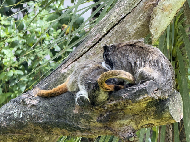 Auckland Zoo For Year Of the Snake, So Many Happy Animals!