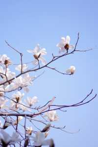 【蘇州獅子林】春天已來到