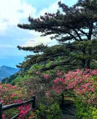 龜峰山的四月不要錯過呀