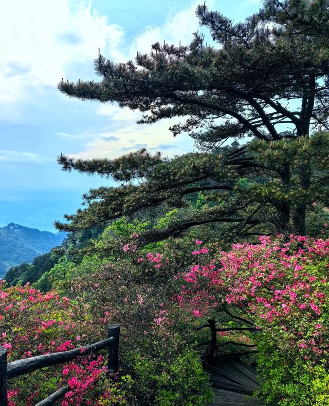 龜峰山的四月不要錯過呀