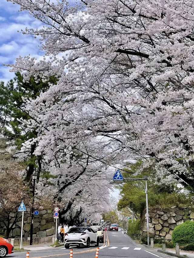 Must-see spring trip! Nagoya, Japan cherry blossom viewing travel guide