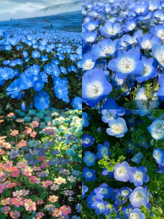 Discover Ibaraki, Japan ~ Hidden Gems Away from the Crowds
