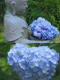春日繡球花地圖：鎌倉篇