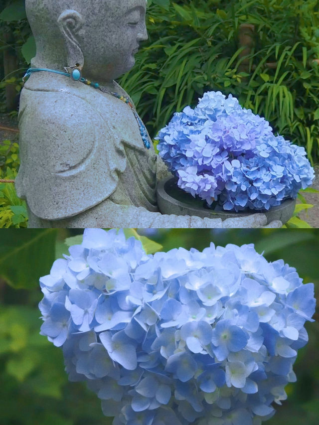春日繡球花地圖：鎌倉篇