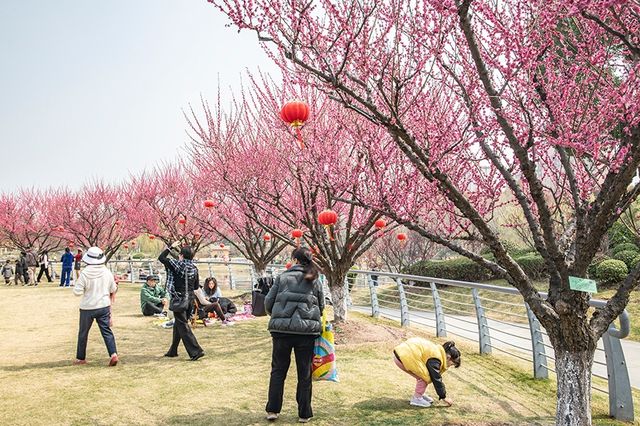 莘莊梅園