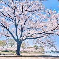 🇯🇵福岡小眾賞櫻地🌸 邂逅漫畫裡的粉色浪漫