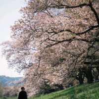 🌸速搶！大阪限定櫻花盛宴，錯過再等一年
