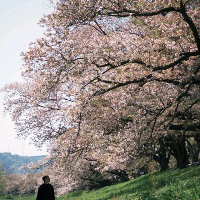 🌸速搶！大阪限定櫻花盛宴，錯過再等一年