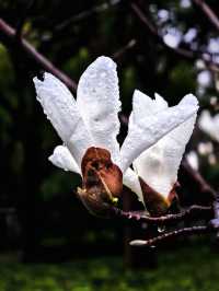 雨中的花兒，為初春的徐匯公園增添了幾分溫馨。