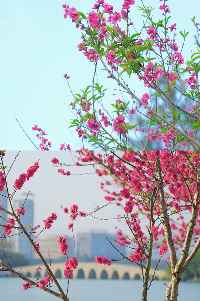 春日必住！泉州賞花方便就住呢間民宿