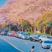 我不會放棄去濟州島看櫻花的🌸
