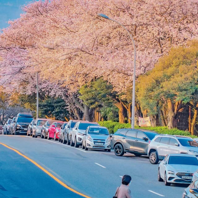 我不會放棄去濟州島看櫻花的🌸