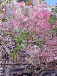 深圳園博園，邂逅絕美花海附拍照攻略