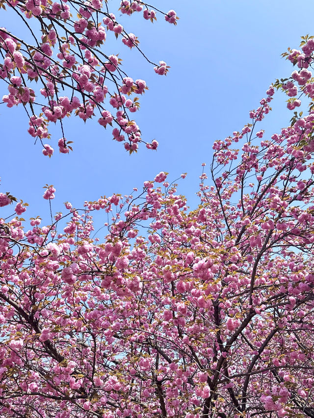 🌸期待！貴陽即將迎來浪漫櫻花季