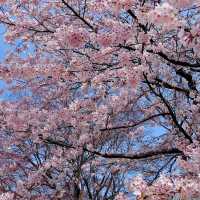 🇯🇵仙台｜櫻花盛開，美到讓人心動🌸