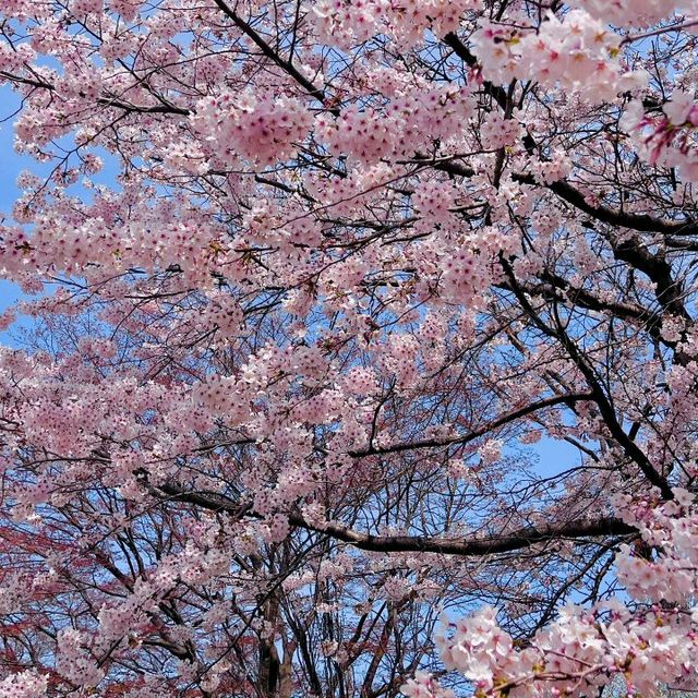 🇯🇵仙台｜櫻花盛開，美到讓人心動🌸