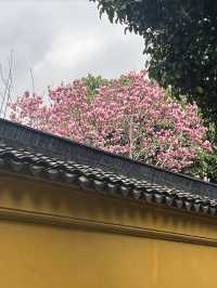 春日尋花漫步