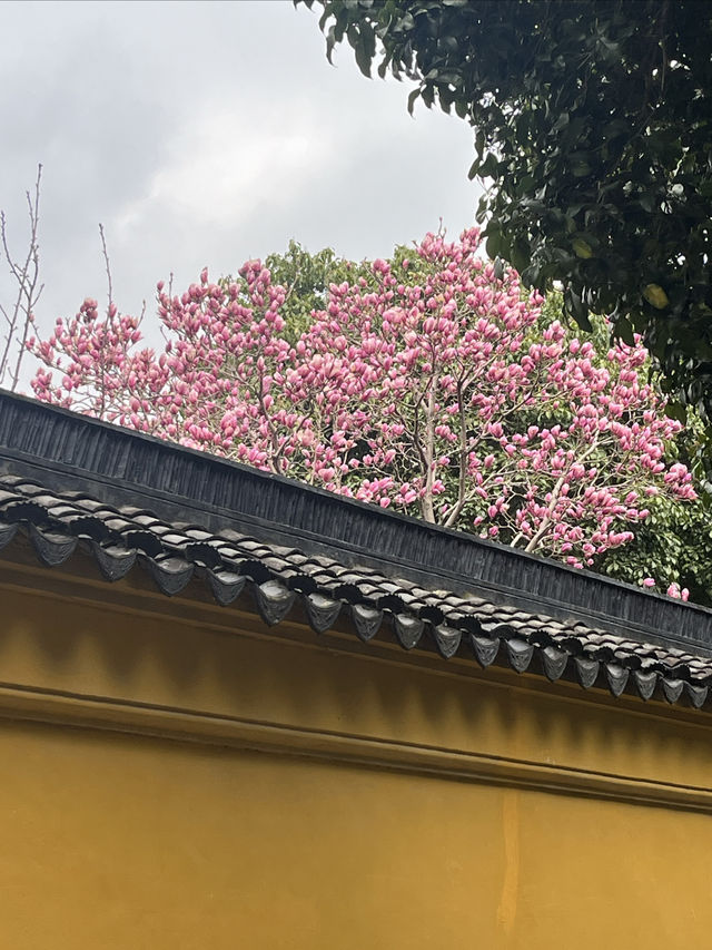春日尋花漫步