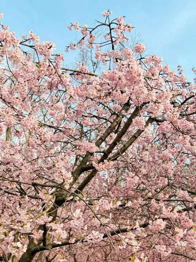 Nanjing Zhongshan Botanical Garden North Garden Cherry Blossom Viewing Guide!
