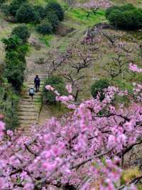 成都3月徒步桃花海｜避開人潮私藏路線