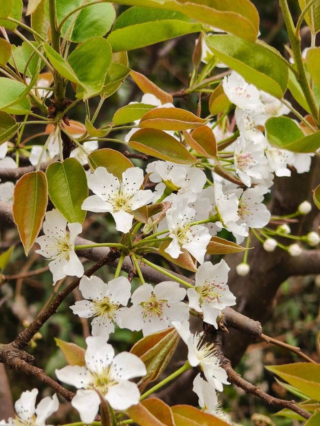 會理梨花好去處