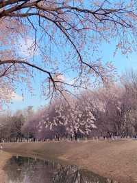 【春日限定】奧森桃花谷 花海美到心醉