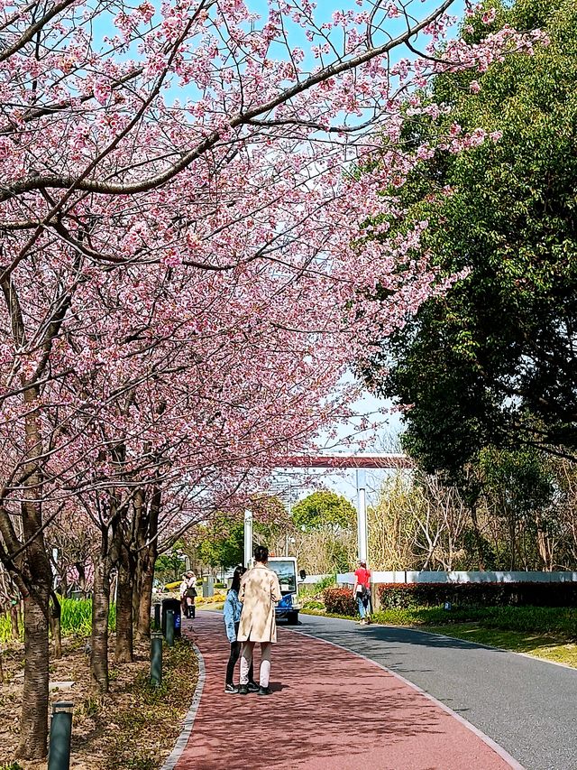 花為媒，南浦大橋你就「娶」咗佢啦！