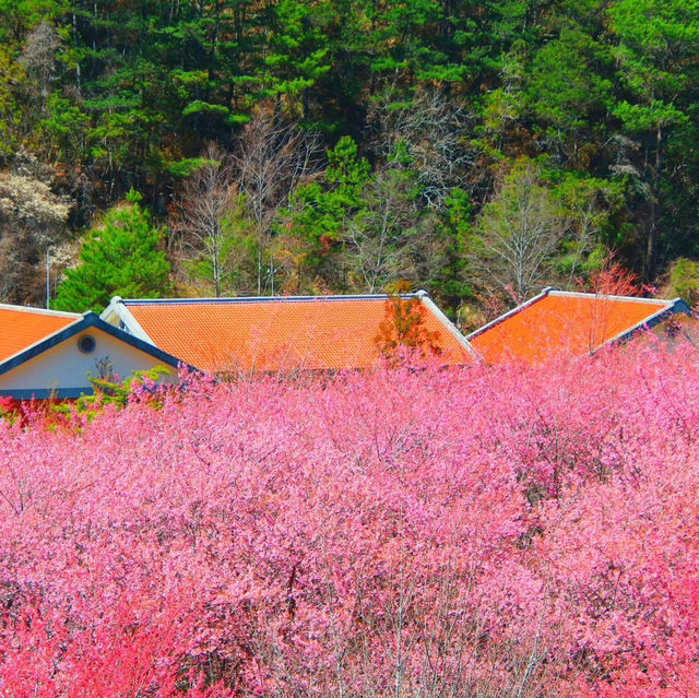 🌸台灣賞櫻天花板！武陵農場美到破防