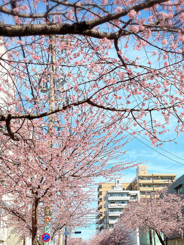 名古屋賞櫻攻略：歷史與現代交織的春日花海！