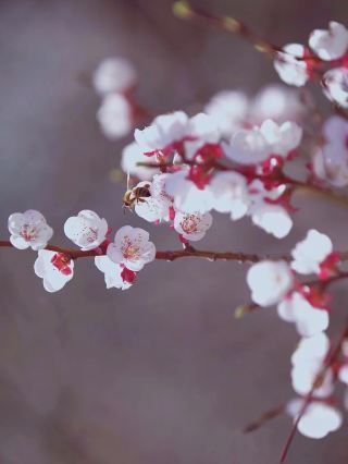 Tuokexun Apricot Blossoms
