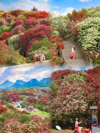 高鐵直達！這片漫山杜鵑花海，美到我失語