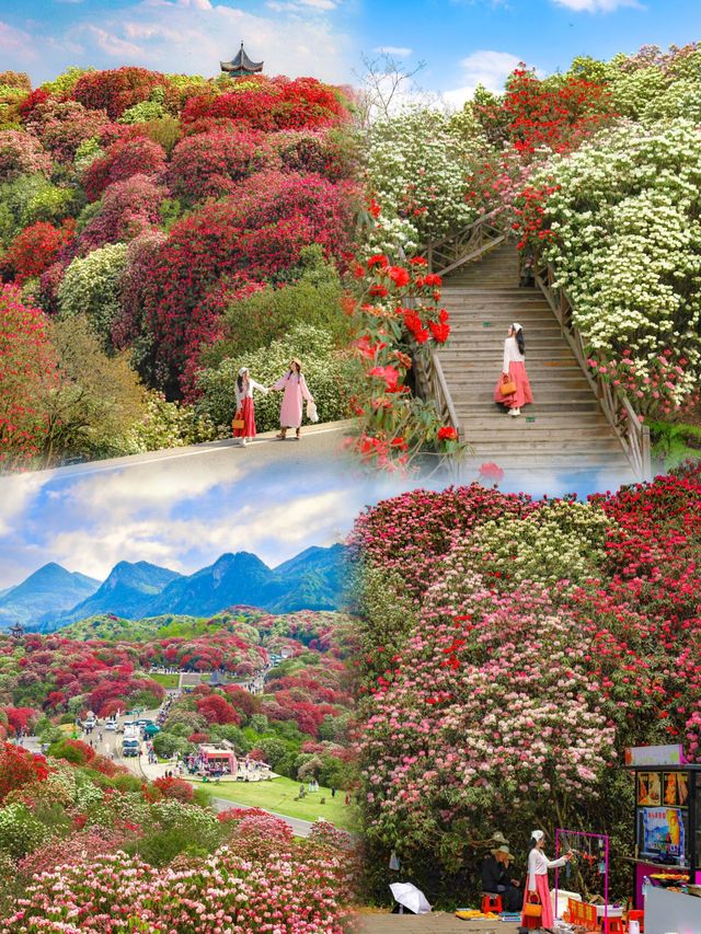 高鐵直達！這片漫山杜鵑花海，美到我失語