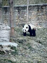 Panda Base Volunteer Experience - Mountain Day Tour 