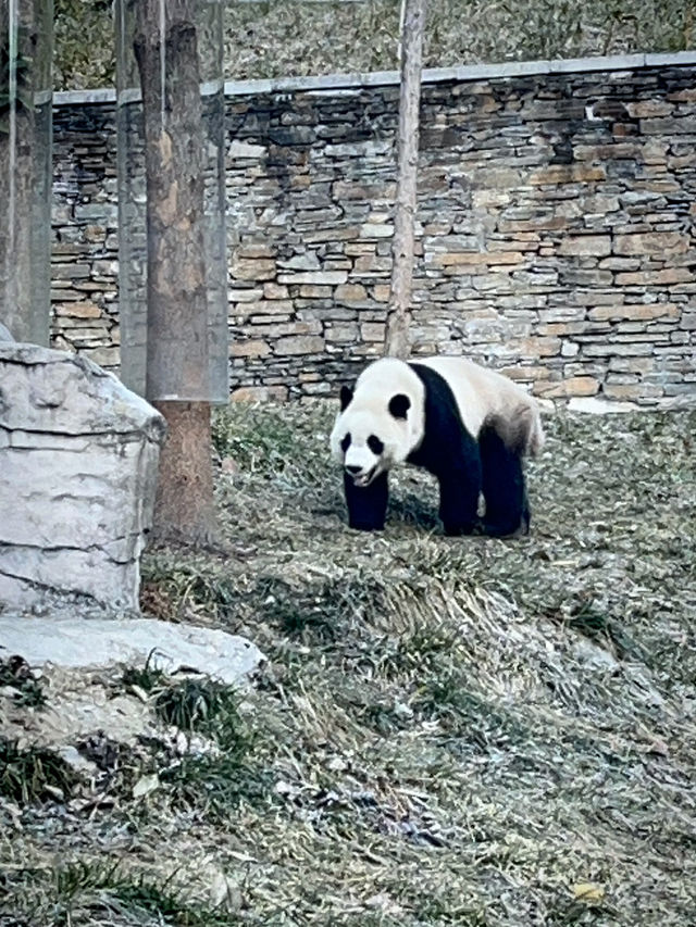 Panda Base Volunteer Experience - Mountain Day Tour 
