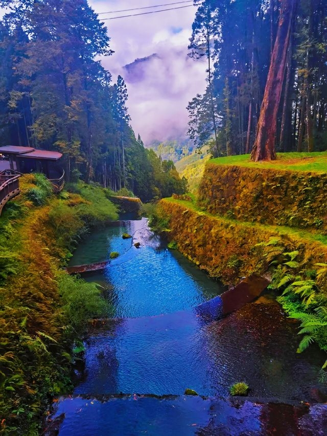 嘩塞！阿里山國家森林遊樂區，森林控必去的夢幻打卡地