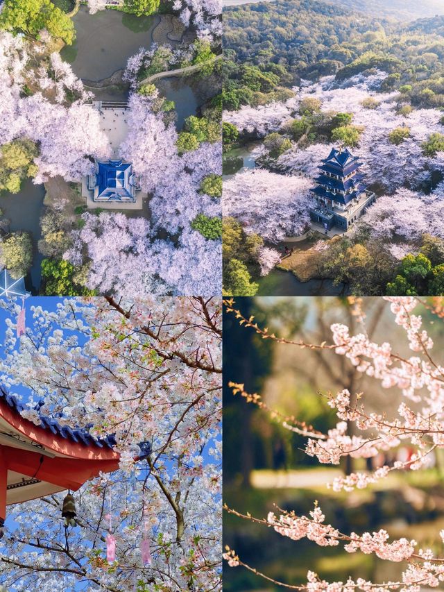 無錫｜3-4月嚟真香！櫻花與禪意的江南交響曲！